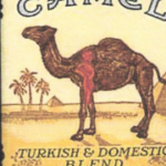 Camel 11.