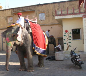 India 1 1